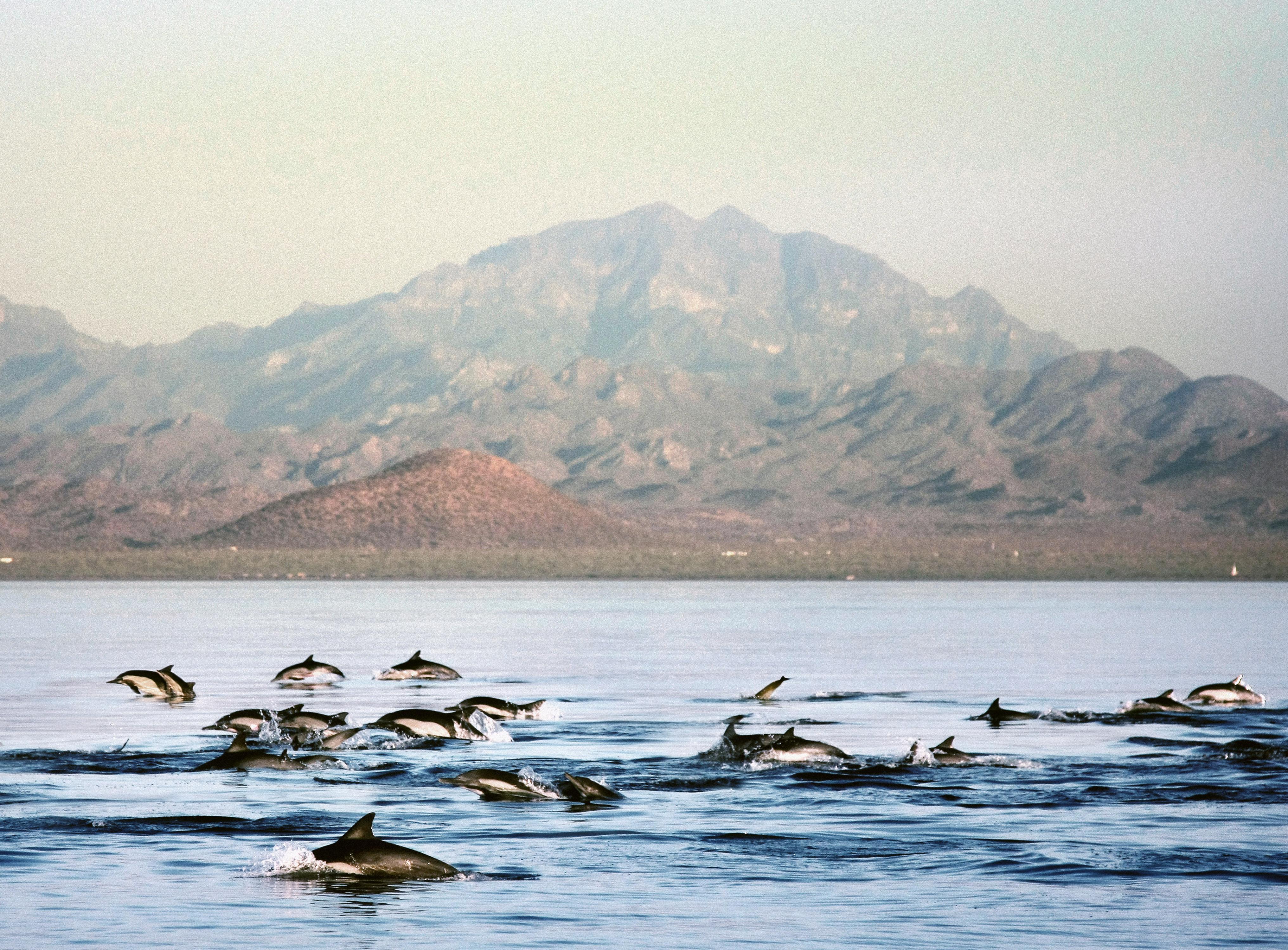 Loreto Bay Golf Resort & Spa At Baja Loreto (Baja California Sur) Exterior foto Spinner dolphins in the Gulf of California